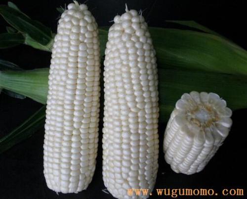 十大特产玉米品种 山西十大玉米品种排名