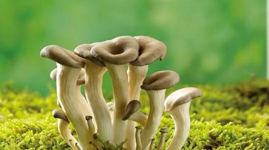 炸蘑菇是哪里的特产 油炸蘑菇的口味特点