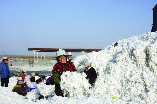 棉花是新疆哪里的特产 新疆棉花最好的地方是哪里