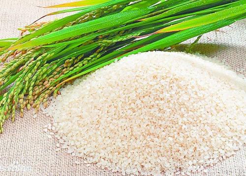 湖北特产大米是什么 湖北哪个地方的大米最好吃