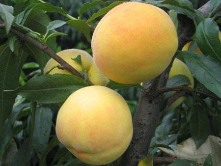 高湖特产黄桃 十大最好吃的黄桃