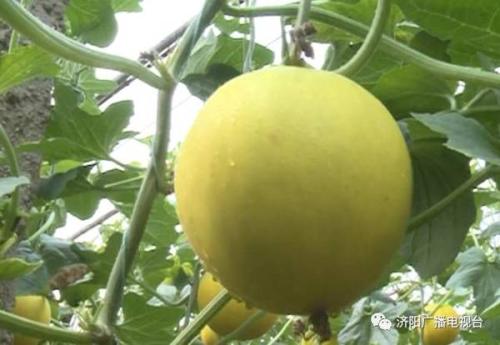 陵川特产香瓜 香瓜是哪里的特产