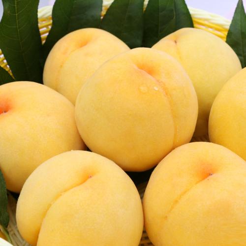 新余水北特产黄金柚子 江西有哪些好吃的柚子