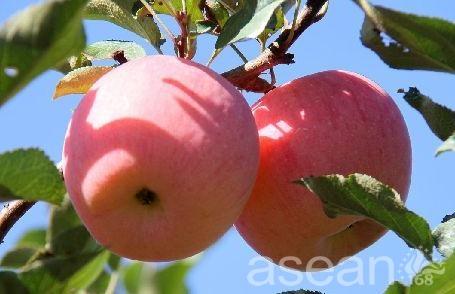 农家土特产苹果 介绍家乡的特产苹果