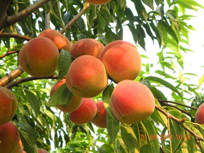 新吴区阳山特产水蜜桃作用 阳山水蜜桃品种哪种最好吃