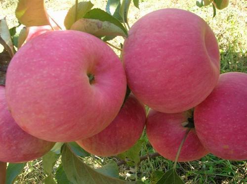 山西特产苹果叫什么 山西富士苹果特产
