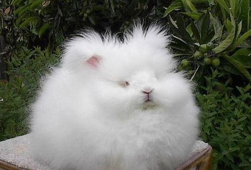 镇海特产长毛兔味道如何 璧山冷吃兔多少钱一斤