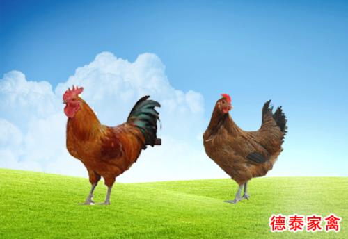 通许特产海家柴鸡是什么味 东北柴鸡哪种好吃