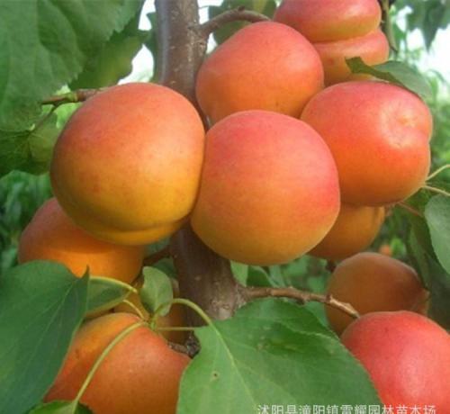杏梅是北戴河的特产吗 北戴河的水果杏梅
