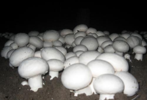 江西的特产蘑菇 江西可食用野生蘑菇