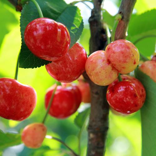 大樱桃树的特产是什么东西 山东大樱桃有什么功效