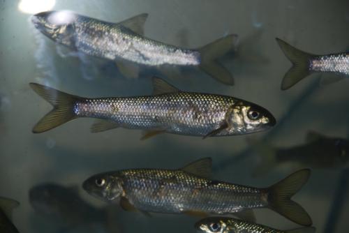 宽甸特产鱼种类介绍 西安特色鱼都有哪些品种