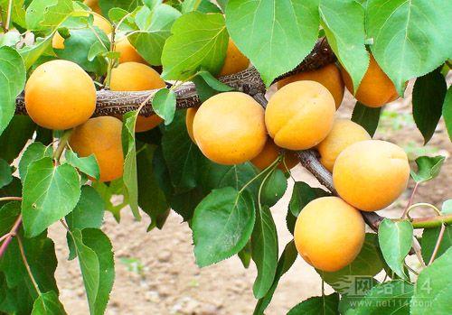 杏梅特产有哪些 中国哪里的杏梅最好