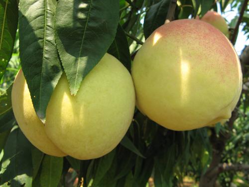 肥城桃为什么会成为家乡的特产 山东肥城肥桃哪个地方的最好吃