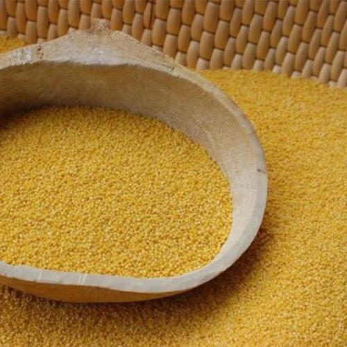 黄旗小米是河北哪里特产 丰宁特产黄旗精品小米