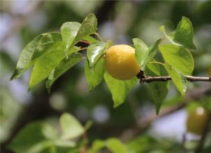 宁晋特产白杏 白水杏是山西繁峙的特产
