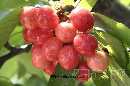 山东水果樱桃特产 山东哪里的樱桃又好吃又便宜