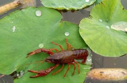 江南特产龙虾怎么养 野生龙虾的处理方法