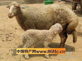 陕西特产羊 陕西人喜欢吃什么羊