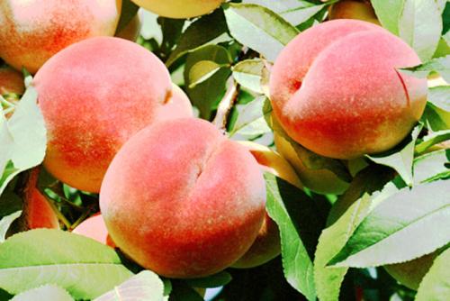 水蜜桃是哪边的特产 哪里产的水蜜桃最好吃又甜