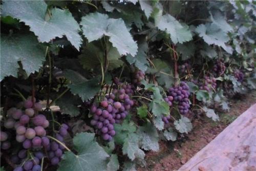山东特产葡萄价格 山东的葡萄哪里出产的最多