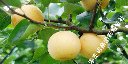 金堂特产黄金果 金堂县特产水果有哪些品种