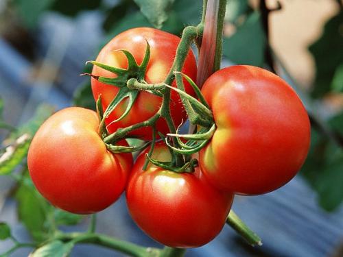 西红柿是宁夏特产吗 宁夏沙瓤西红柿