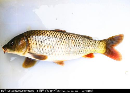贵州特产白背鲤鱼图片 