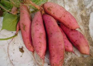 安徽特产红薯粉出在什么地方 安徽哪里产的红薯粉好吃
