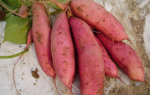 湖南特产红薯有哪些品种图片介绍 湖南最便宜的红薯