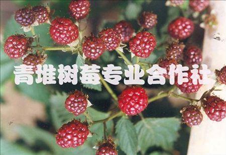 青堆树莓