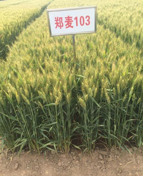 中国杭州农家优质土特产 杭州比较出名的土特产