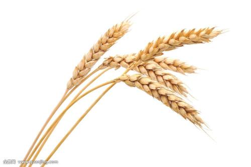 小麦是广饶的特产吗 广饶特产图片