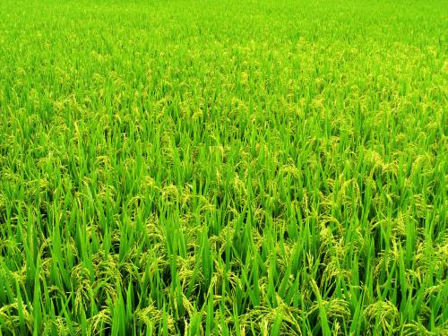 什么水稻是特产 水稻的原产地是哪里