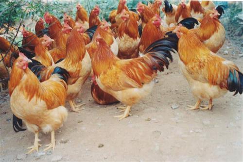 江村黄鸡是哪里的特产 金陵鸡是哪里的特产