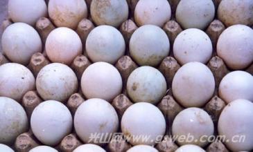 广西特产海鸭蛋叫什么 广西南宁的特产有海鸭蛋