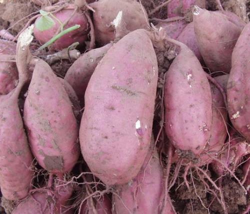 土特产红薯种类 东北哪种红薯最好