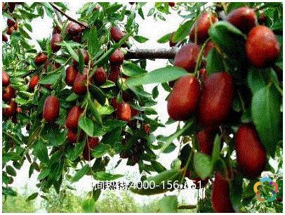 新疆特产红枣多少钱一斤 新疆红枣的成本