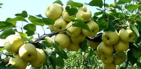 文水县特产酥梨 山西的酥梨哪里出名