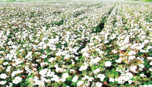 秘鲁特产棉花 秘鲁出产的棉花是什么棉