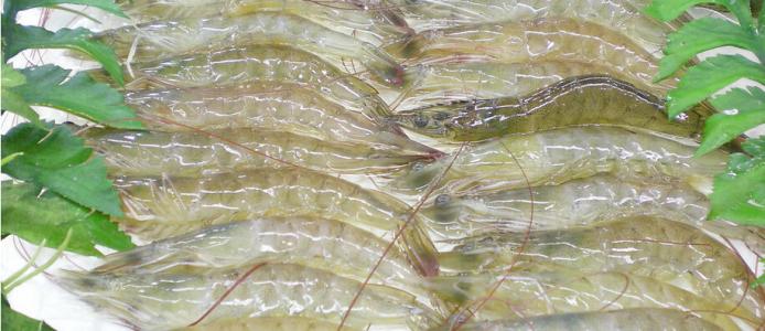 渤海特产大对虾干怎么吃 宁波特产对虾干的做法