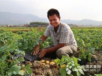 贵州赤水生鲜蔬菜特产 贵州赤水特产芽菜