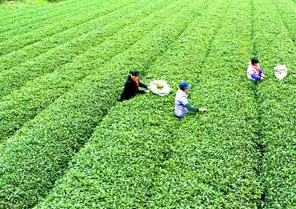 家乡土特产绿色茶叶 江西最好的特产茶叶