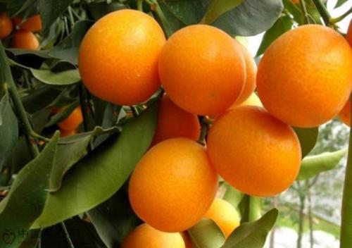 橘红是哪村的特产 橘红最出名的是哪里