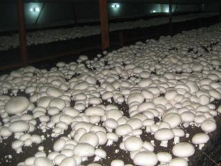 辽宁土特产蘑菇 辽宁野生蘑菇最多的地方图片