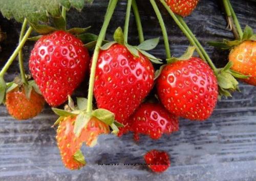 摩尔庄园草莓是特产吗 摩尔庄园哪里找草莓