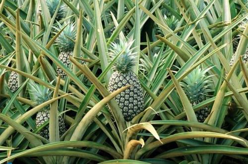 菠萝神湾特产是什么 神湾菠萝哪里的最正宗