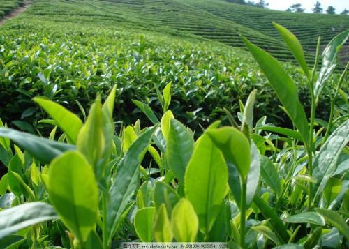 济南有什么特产茶叶 济南哪里茶叶便宜