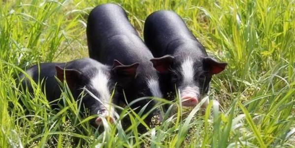 土特产白猪和黑猪 黑猪土猪肉介绍