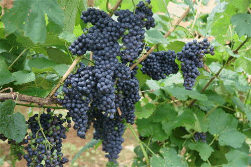 广西玉林特产葡萄 广西玉林葡萄种类